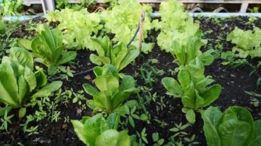 Gıda güvenliği kavramı, serada büyüyen sebzeler. 