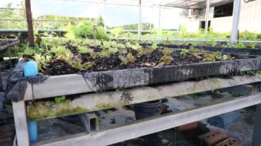 Gıda güvenliği kavramı, serada büyüyen sebzeler. 