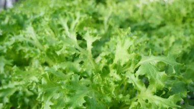 Gıda güvenliği kavramı, serada büyüyen sebzeler. 