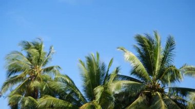 Hindistan cevizi ağaçları ve yaz gökyüzü proje arka planı için