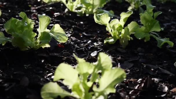 Conceito Segurança Alimentar Hortaliças Crescimento Estufa — Vídeo de Stock