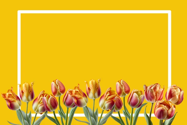 Tulips on a colored background with content frame