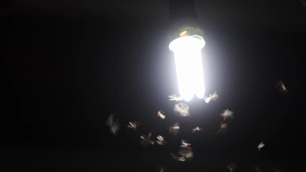 電球で遊ぶために来る母 昆虫害虫の概念 — ストック動画
