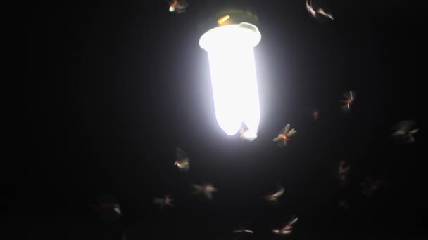 来玩灯泡的飞蛾 昆虫害虫概念 — 图库视频影像