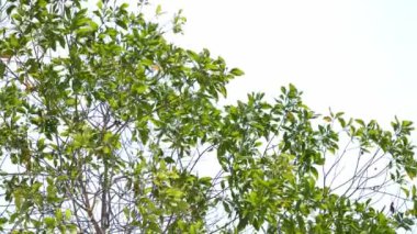 Beyaz arka planda ağaçlar. doğa arkaplan kavramı