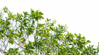 Beyaz arka planda ağaçlar. doğa arkaplan kavramı