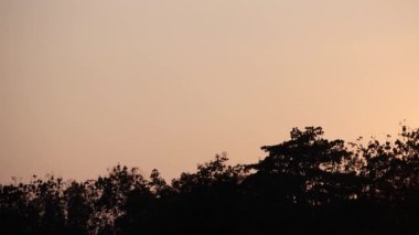 Güzel bir doğa geçmişi var. Gün batımında ağaçlar