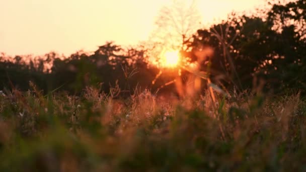 Красивый Природный Фон Красивая Трава Вечернем Свете — стоковое видео