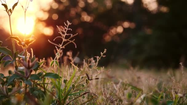 Piękne Tło Natury Piękna Trawa Wieczornym Świetle — Wideo stockowe