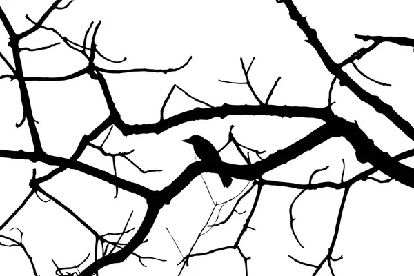Silhouette Rami Con Uccelli Sfondo Bianco — Foto Stock