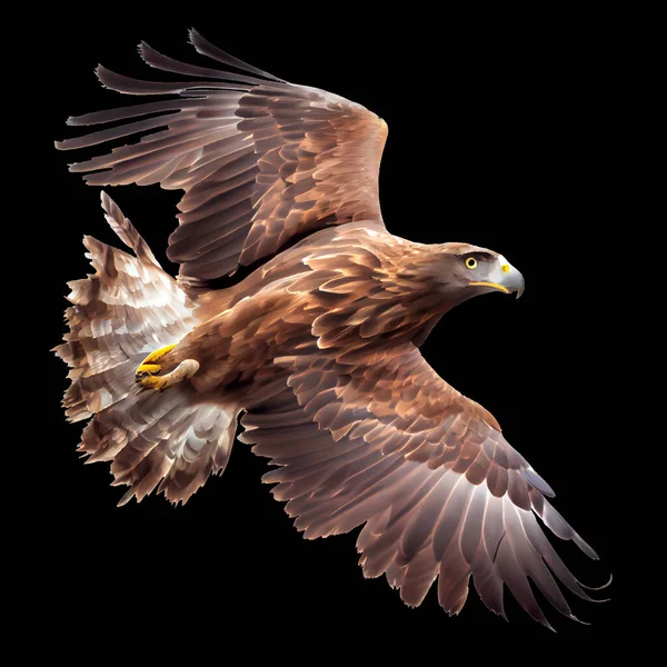 bald eagle in flight with clipping path on black background