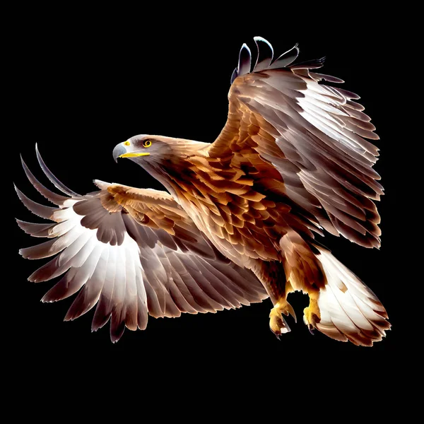 bald eagle in flight with clipping path on black background