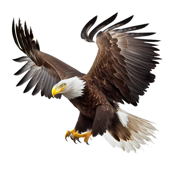 bald eagle in flight with clipping path on white background