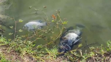 Balık atık sudan öldü. Su kirliliği kavramı