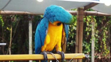 Papağanlar, Psittacidae familyasından bir kuş türü. Papağanlar kanca gagalı ailede büyük kuşlardır. Güzel renkleri nedeniyle çok popülerler..