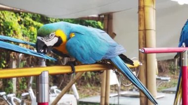 Papağanlar, Psittacidae familyasından bir kuş türü. Papağanlar kanca gagalı ailede büyük kuşlardır. Güzel renkleri nedeniyle çok popülerler..