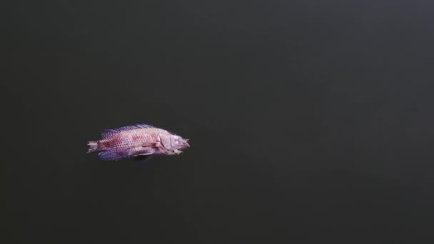 Pesce Morto Causa Delle Acque Reflue Concetto Inquinamento Idrico — Video Stock
