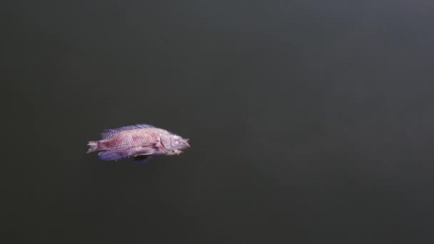 Рыба Умерла Сточных Вод Концепция Загрязнения Воды — стоковое видео