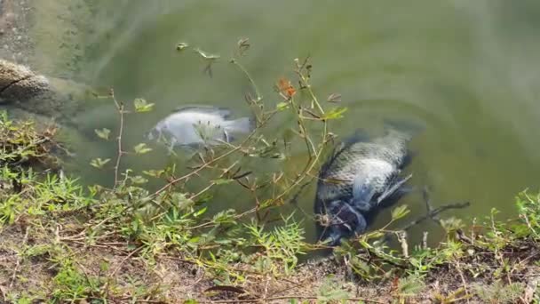 Рыба Умерла Сточных Вод Концепция Загрязнения Воды — стоковое видео