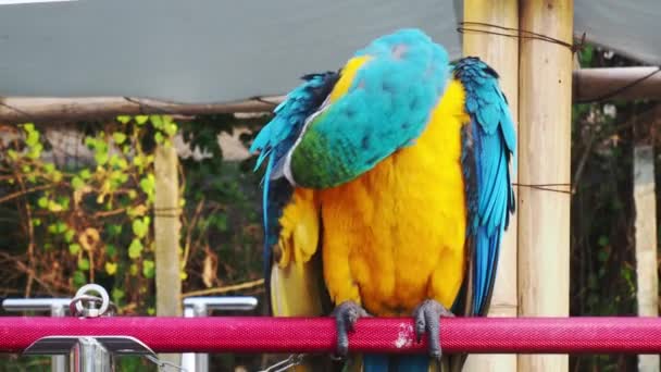 Macaws Birds Family Psittacidae Macaws Large Birds Hook Bill Family — Video Stock