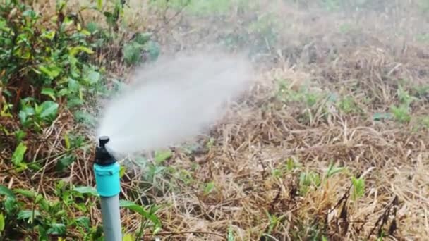 庭に水をやる 庭の水のスプリンクラー 農業用地の植物のための散水システム — ストック動画