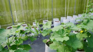 Karpuz nakli. Gıda üretimi kavramı