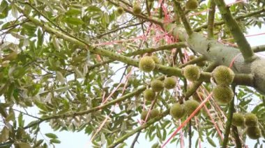 Tarım alanındaki durian ağacı meyve üretiyor. Küçük Durian meyvesi. Durian meyve bahçelerindeki tarım ürünleri kavramı