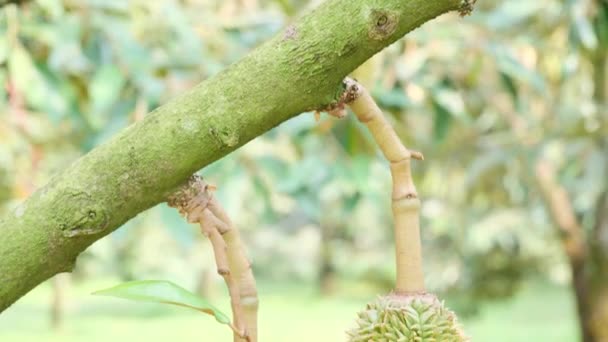 農業分野のドリアンの木は果物を生産しています 小さなドリアンの実 ドリアン果樹園の農産物の概念 — ストック動画