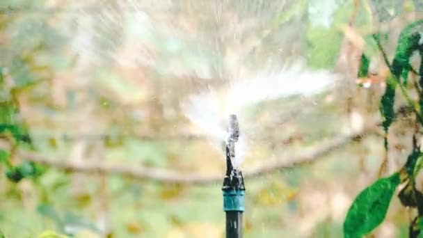 Watering Garden Water Sprinkler Garden Watering System Plants Agricultural Plots — Stock Video
