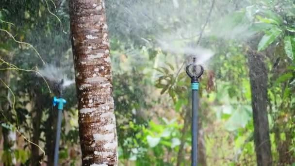 庭に水をやる 庭の水のスプリンクラー 農業用地の植物のための散水システム — ストック動画