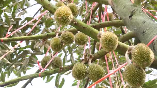 Det Durianska Trädet Jordbruksområdet Producerar Frukt Små Durianska Frukter Begreppet — Stockvideo