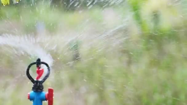Gießen Sie Den Garten Rotierende Sprinkler Sind Teil Eines Gartenbewässerungssystems — Stockvideo