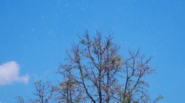 Rüzgar estiğinde yumuşak pamuk kanat çırpar. Mavi gökyüzünün arka planına karşı inanılmaz doğa, konsept doğa arka planı