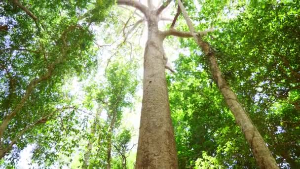 大自然中的大树对环境很重要 森林养护概念保护环境 — 图库视频影像
