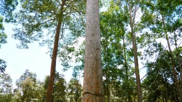 Store Trær Naturen Viktige Miljøet Skogbevaringskonsept Bevaring Miljøet – stockvideo