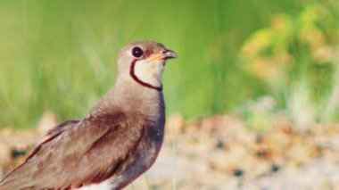 Doğu Pratincole 'un kısa kırmızı bir gagası var. Siyah uçlu baş, boyun ve göğüs açık kahverengi..