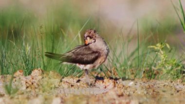 Doğu Pratincole 'un kısa kırmızı bir gagası var. Siyah uçlu baş, boyun ve göğüs açık kahverengi..