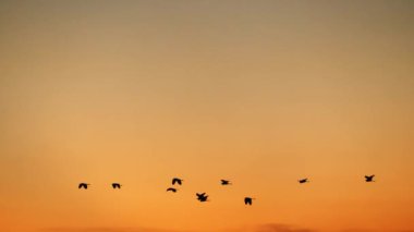 Gün batımında uçan kuşlar.