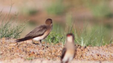 Doğu Pratincole 'un kısa kırmızı bir gagası var. Siyah uçlu başları, boyunları ve göğüsleri açık kahverengi..