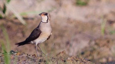 Doğu Pratincole 'un kısa kırmızı bir gagası var. Siyah uçlu başları, boyunları ve göğüsleri açık kahverengi..