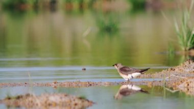 Doğu Pratincole 'un kısa kırmızı bir gagası var. Siyah uçlu başları, boyunları ve göğüsleri açık kahverengi..