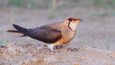 Doğu Pratincole 'un kısa kırmızı bir gagası var. Siyah uçlu başları, boyunları ve göğüsleri açık kahverengi..
