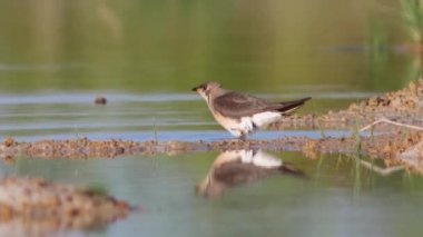 Doğu Pratincole 'un kısa kırmızı bir gagası var. Siyah uçlu başları, boyunları ve göğüsleri açık kahverengi..