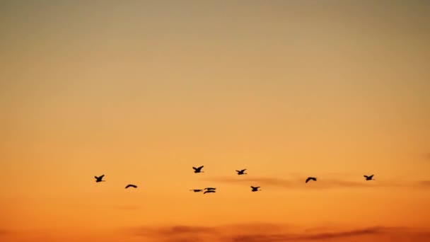 夕阳西下的飞鸟 — 图库视频影像