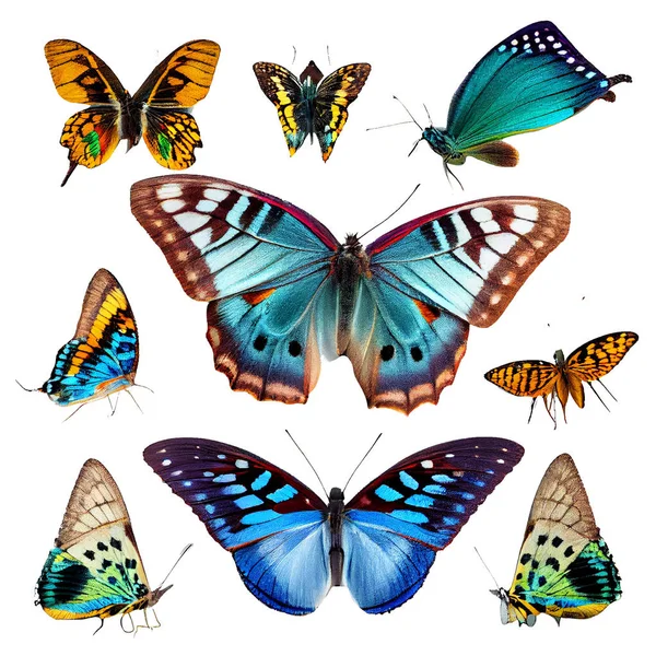 stock image beautiful butterflies isolated on white background 