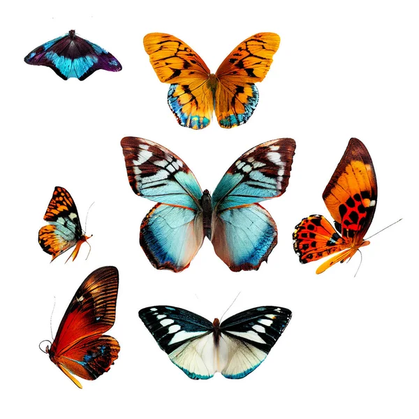 Mooie Vlinders Geïsoleerd Witte Achtergrond — Stockfoto