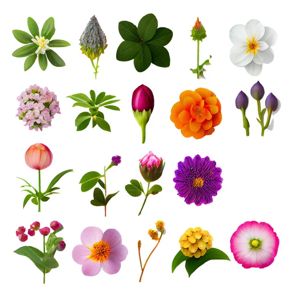 Bunte Blume Sammlung Isoliert Auf Weißem Hintergrund Illustration — Stockfoto