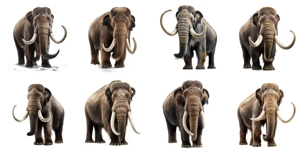 Mammoths Collection Isolated White Background — Stock Photo, Image