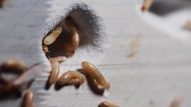 Kitap yiyen termitler. Kitapları yok eden küçük bir termit. Bir şeyleri rahatsız eden ve yok eden hayvan konsepti..