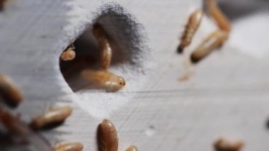 Kitap yiyen termitler. Kitapları yok eden küçük bir termit. Bir şeyleri rahatsız eden ve yok eden hayvan konsepti..